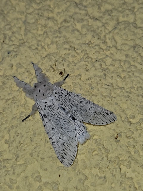 Cerura erminea - hermelin-púposszövő