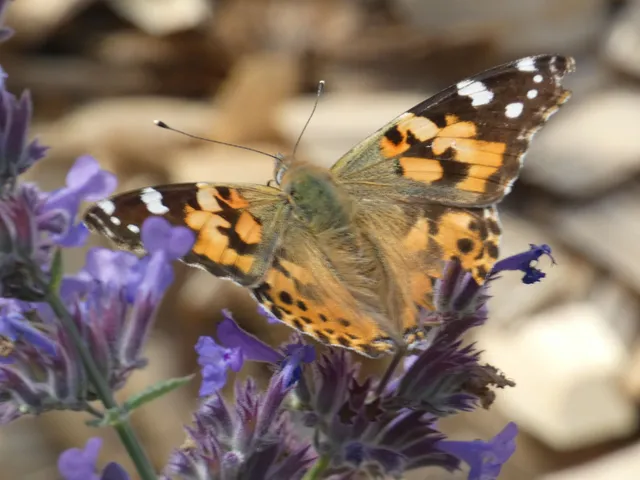 Vanessa cardui - bogáncslepke