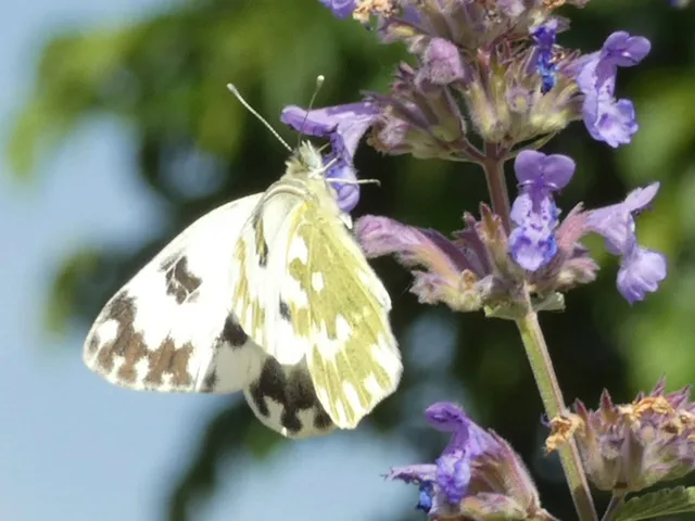Pontia edusa - rezedalepke