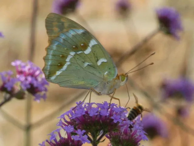 Argynnis pandora - zöldes gyöngyházlepke