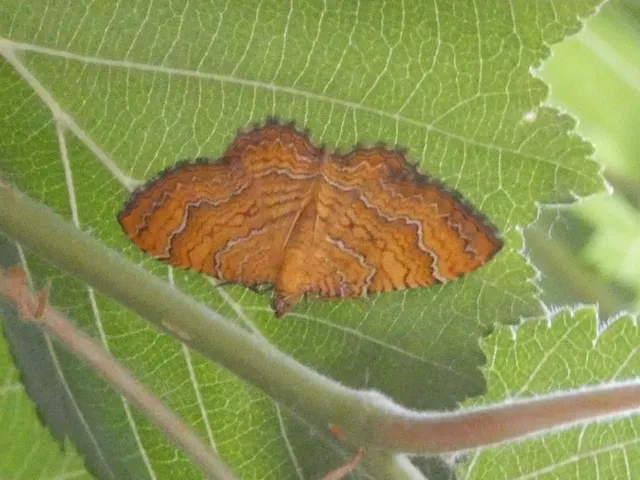Camptogramma bilineata - kétvonalas sávosaraszoló
