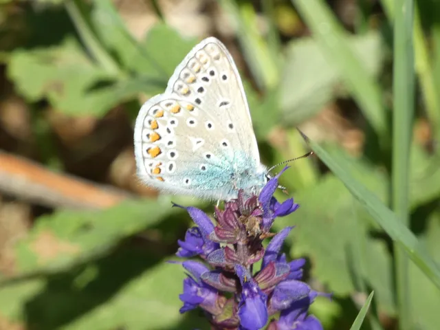 Polyommatus icarus - közönséges boglárka
