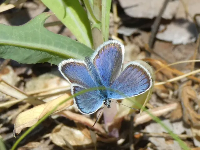 Plebejus argus - ezüstös boglárka
