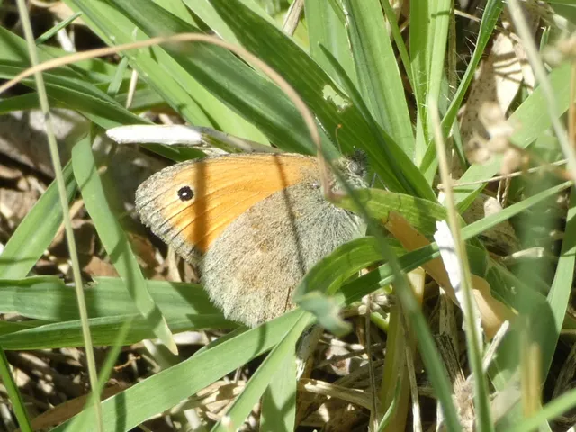 Coenonympha pamphilus - kis szénalepke