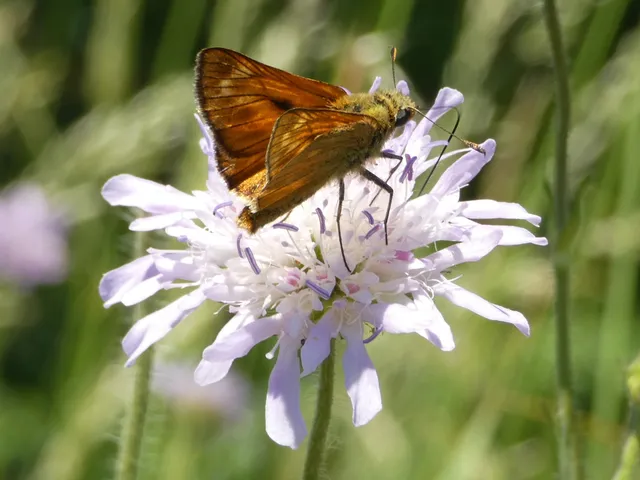 Ochlodes sylvanus - erdei busalepke