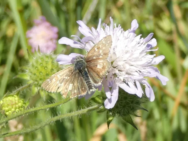 Pyrgus armoricanus - feles busalepke