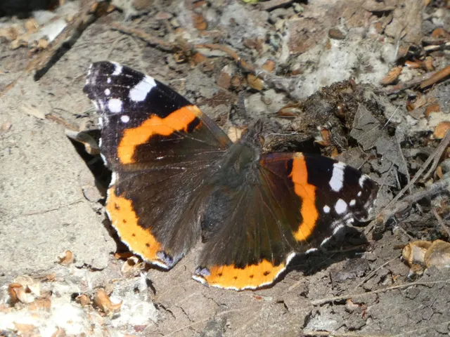 Vanessa atalanta - atalantalepke