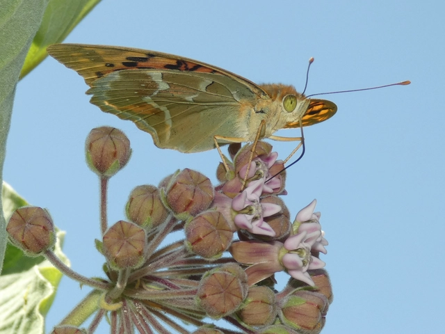 Argynnis pandora - zöldes gyöngyházlepke