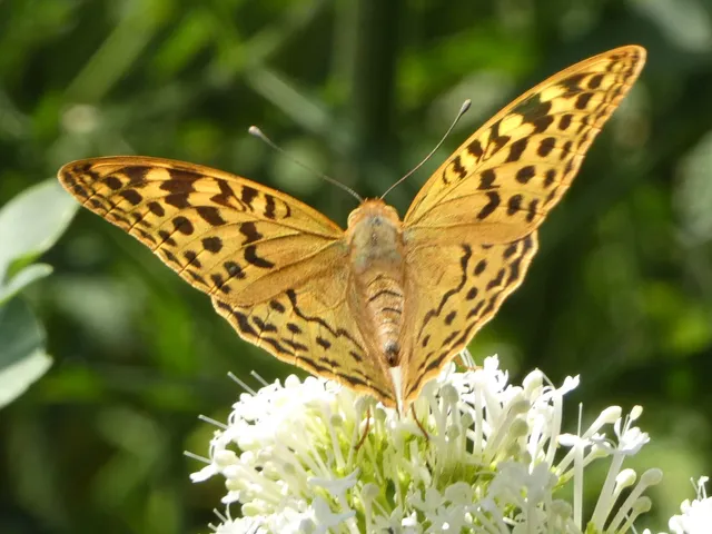 Argynnis pandora - zöldes gyöngyházlepke