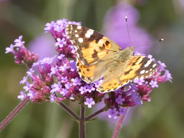 Vanessa cardui - bogáncslepke