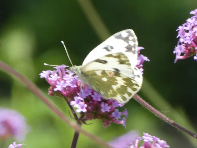 Pontia edusa - rezedalepke