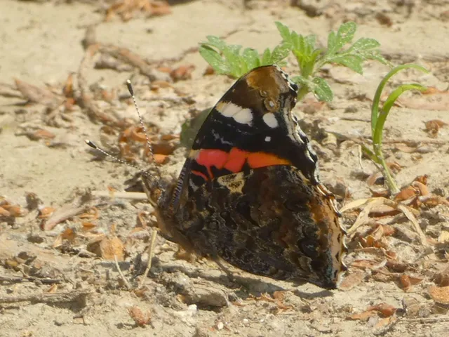 Vanessa atalanta - atalantalepke