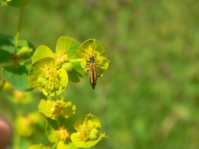 Oedemera femorata - sárgahátú álcincér