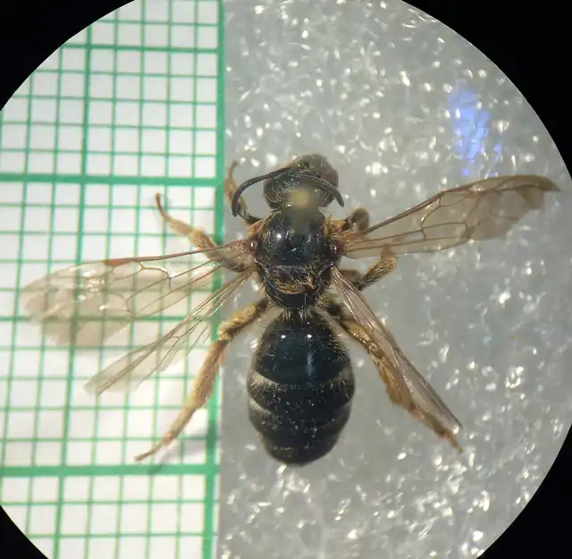 Lasioglossum xanthopus