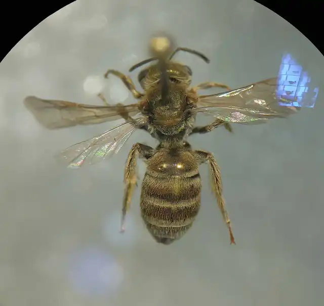 Seladonia subaurata