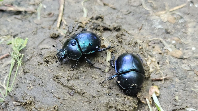 Trypocopris vernalis - tavaszi álganéjtúró