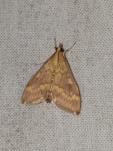 Ostrinia nubilalis - kukoricamoly