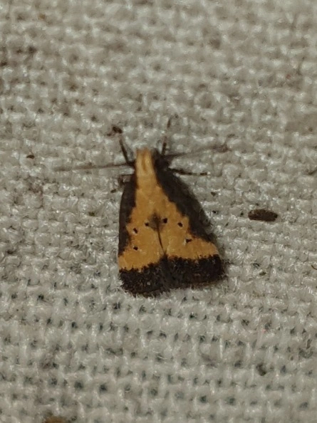 Brachmia dimidiella - citromkocsord-lápimoly