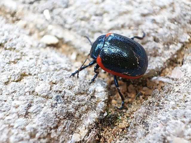 Chrysolina rossia - trapézhátú szegélyeslevelész
