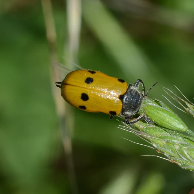 Lachnaia sexpunctata - szőrösnyakú zsákhordóbogár