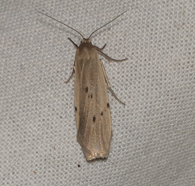 Pelosia muscerda - hamvas zuzmószövő