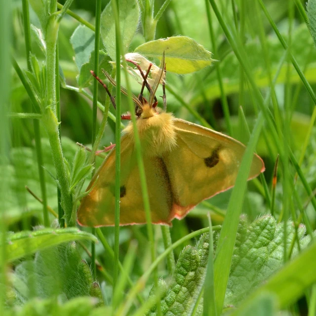 Diacrisia sannio - vörösszélű medvelepke