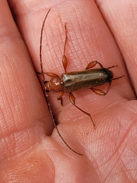 Phymatodes testaceus - változékony korongcincér Phymatodes testaceus - változékony korongcincér