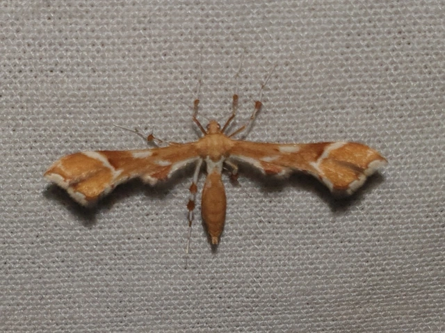 Cnaemidophorus rhododactyla - rózsabogyó-tollasmoly