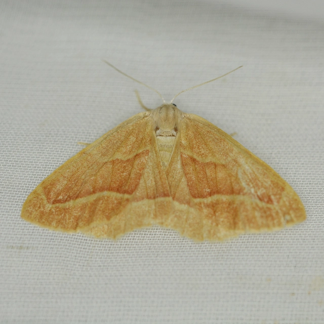 Hylaea fasciaria - erdeifenyő-sávosaraszoló