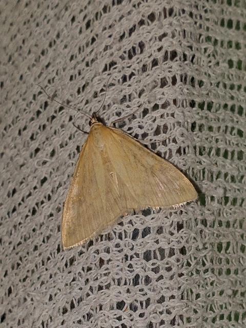 Sitochroa verticalis - világossárga dudvamoly