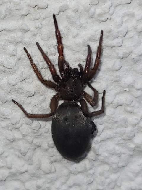 Scotophaeus
