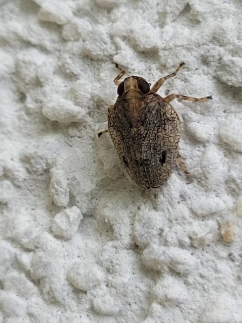Issus coleoptratus