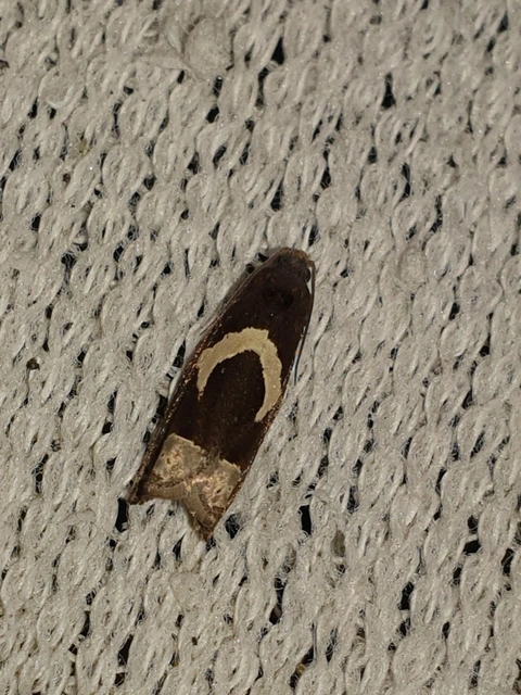 Epiblema foenella - kampósfoltú tükrösmoly