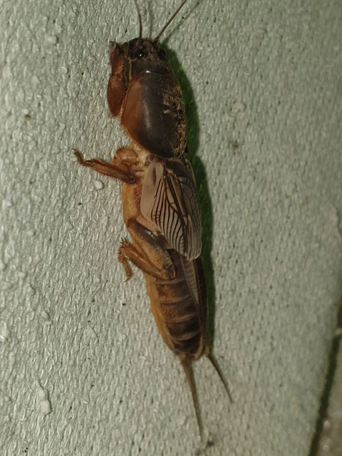 Gryllotalpa