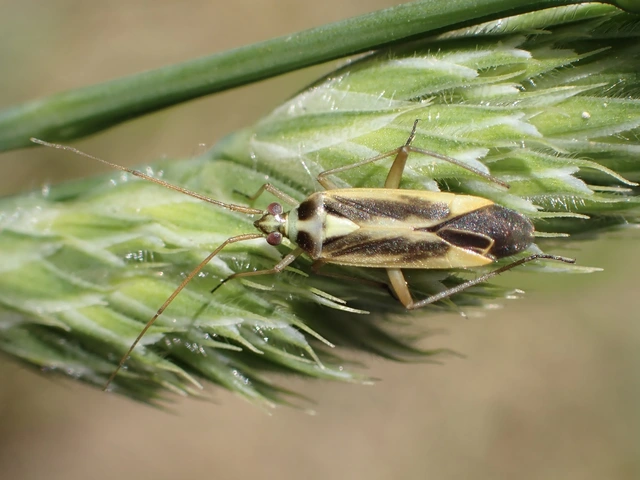 Stenotus binotatus - kétfoltos mezeipoloska