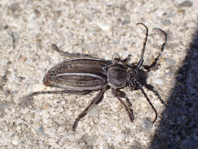 Neodorcadion bilineatum - kétsávos földicincér