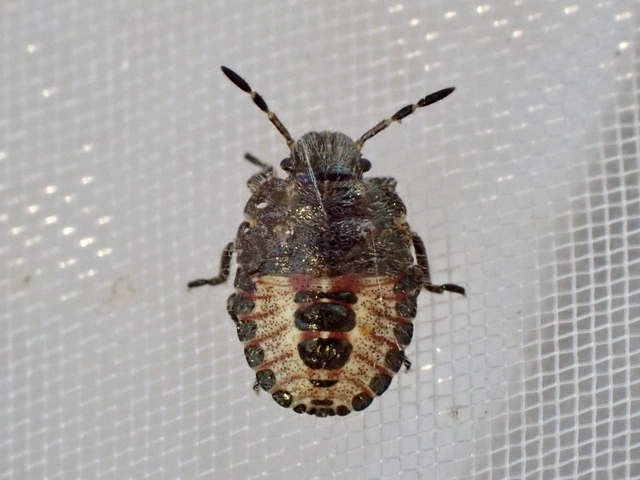Dolycoris baccarum - közönséges bogyómászó-poloska