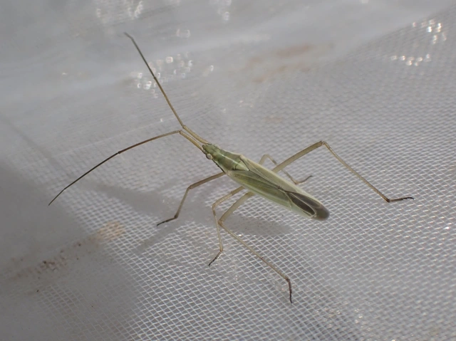 Megaloceroea recticornis - hosszúcsápú mezeipoloska