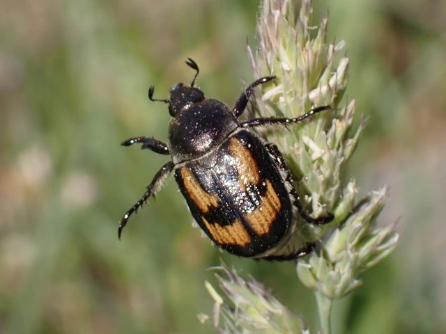 Anisoplia agricola - keresztes szipoly Anisoplia agricola - keresztes szipoly