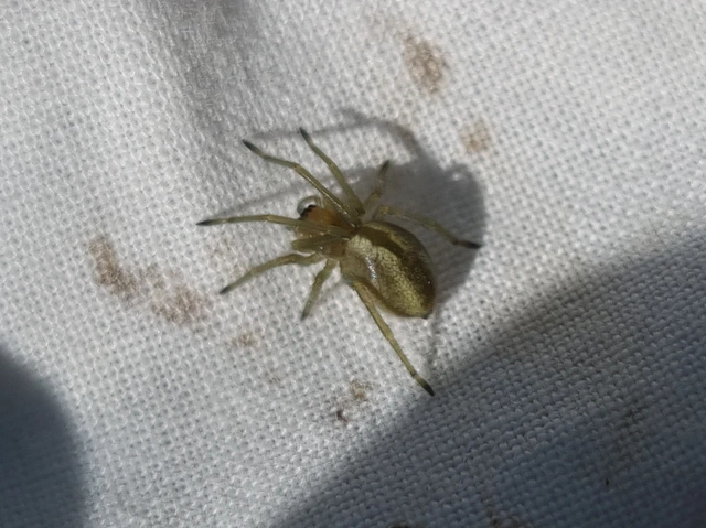 Cheiracanthium