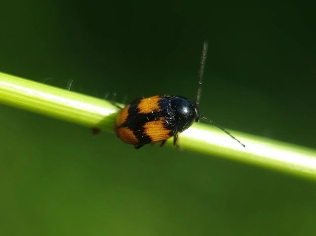 Cryptocephalus moraei - közönséges zömökbogár