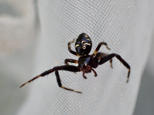 Synema globosum/ornatum