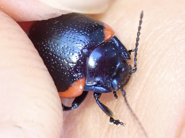 Chrysolina rossia - trapézhátú szegélyeslevelész