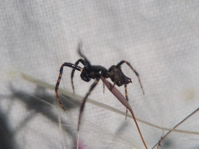 Cyclosa oculata - mediterrán csúcsos-keresztespók