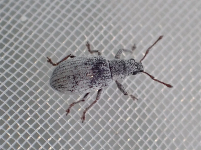 Polydrusus tibialis - gyepi lombormányos