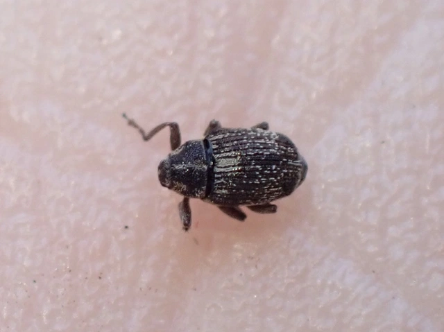 Oprohinus consputus - hamvas hagymaormányos