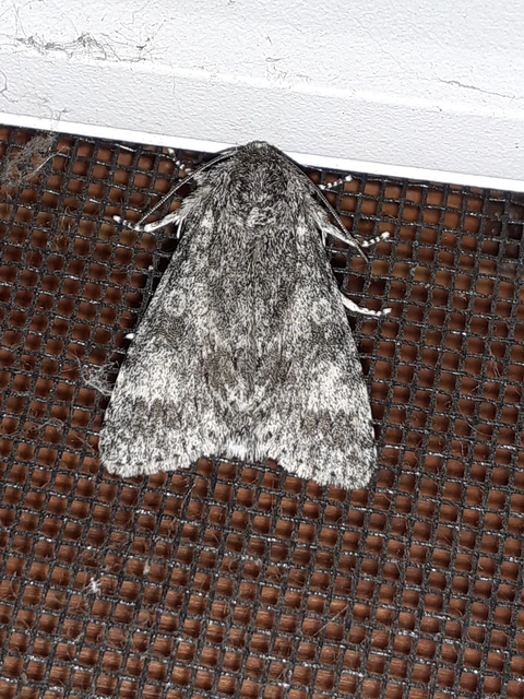 Acronicta megacephala - nagyfejű szigonyosbagoly