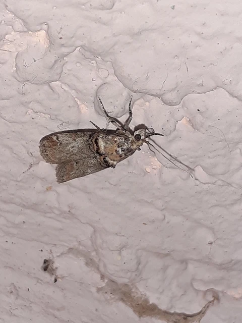 Trachonitis cristella - bokorrágó karcsúmoly