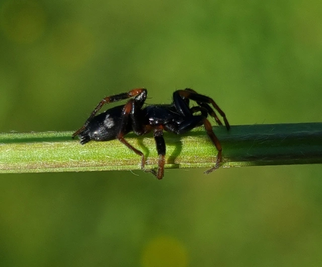 Kishidaia conspicua - övespók