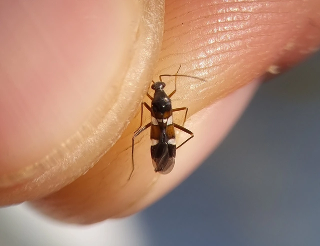 Systellonotus triguttatus - ezüstcsíkos mezeipoloska